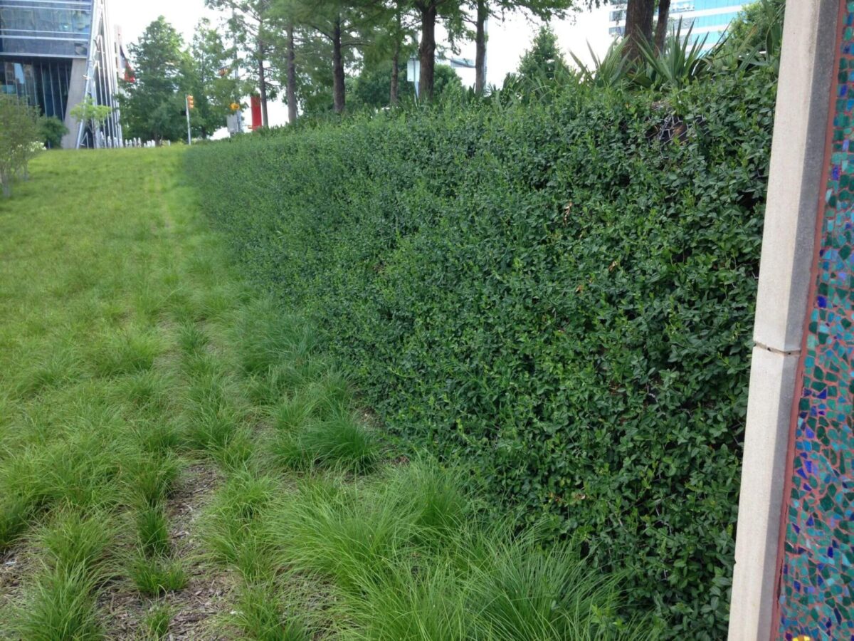 Green vegetated wall